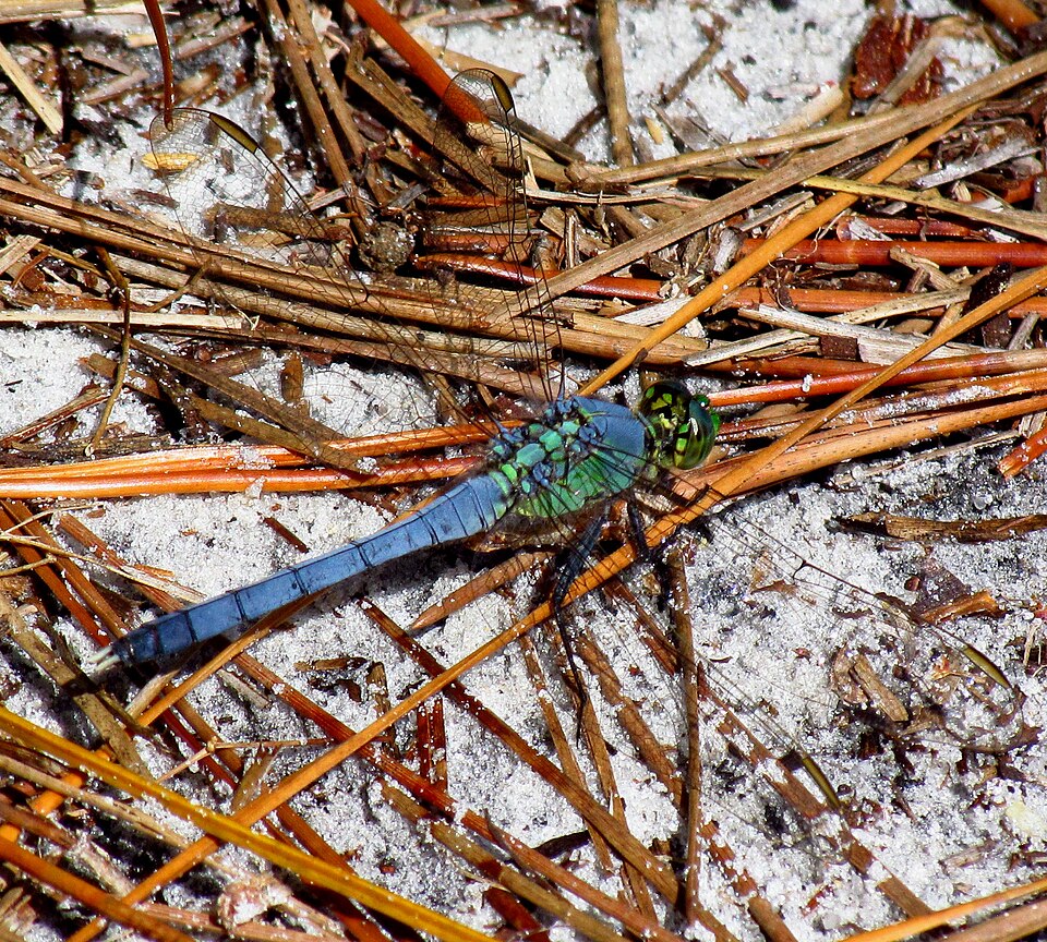 Photo of Eastern pondhawk