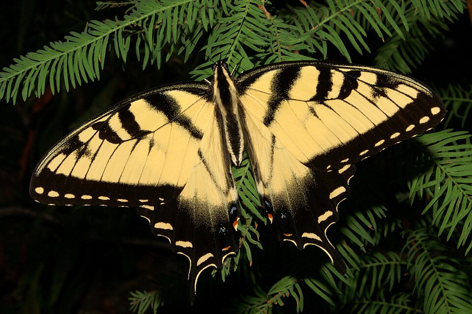 Photo of Eastern tiger swallowtail