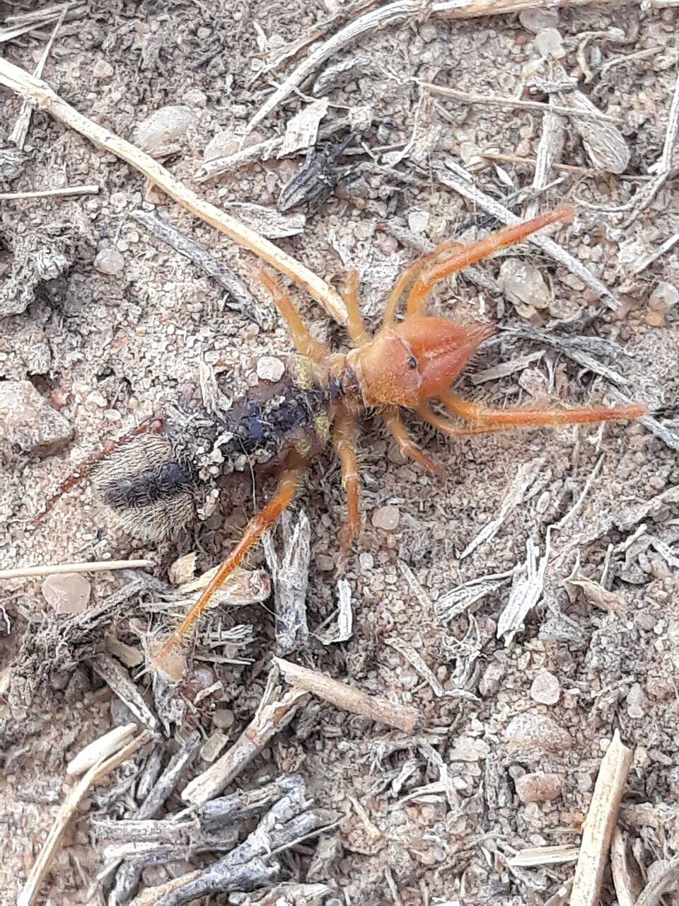Photo of Egyptian giant camel spider