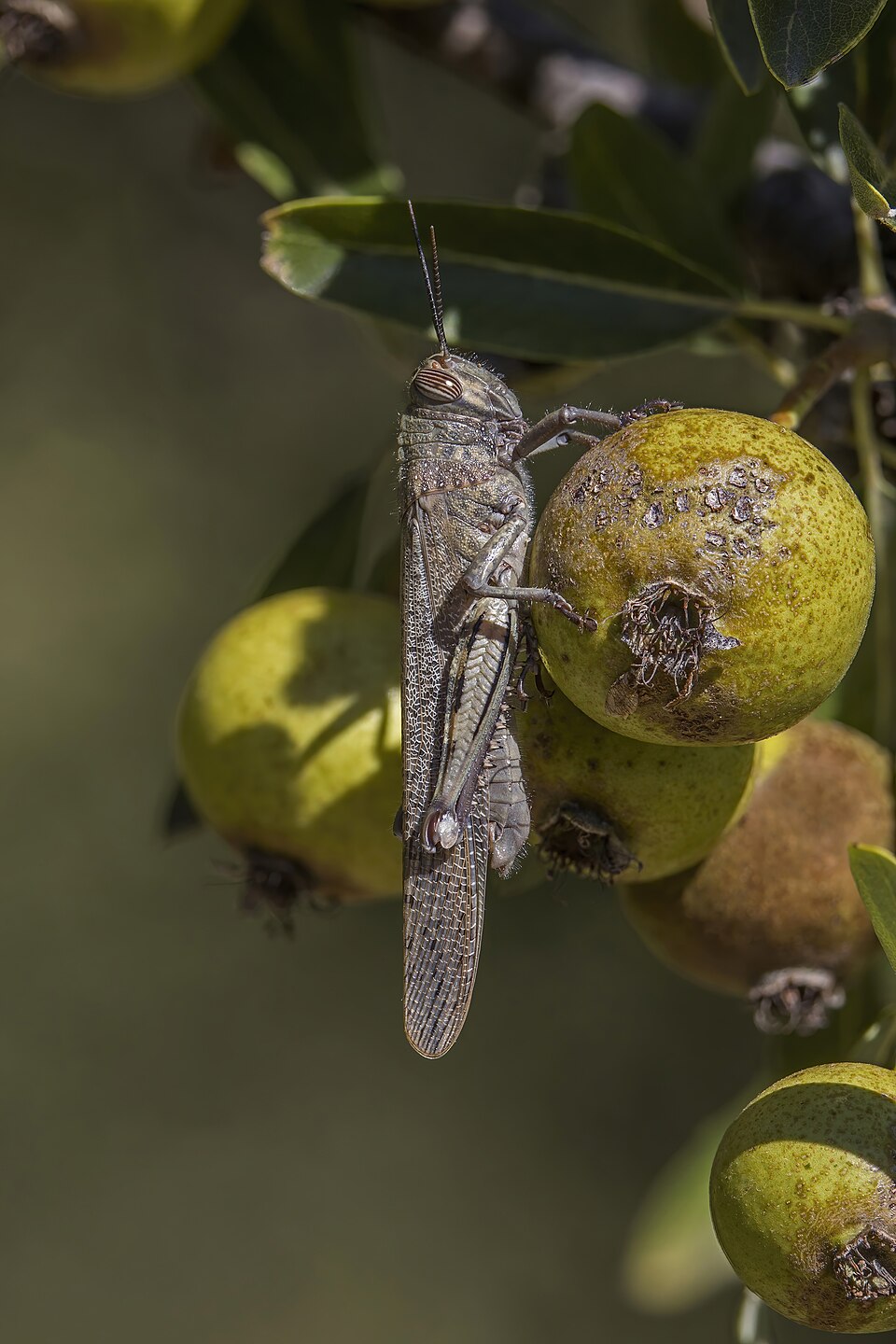 Photo of Egyptian grasshopper