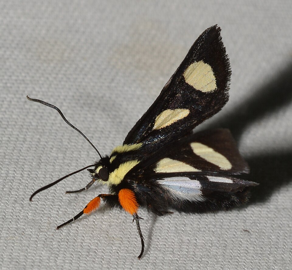 Photo of Eight-spotted forester