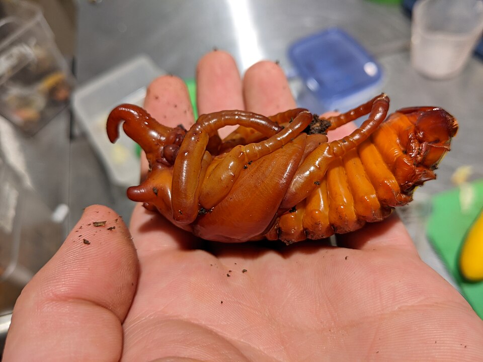 Photo of Elephant beetle