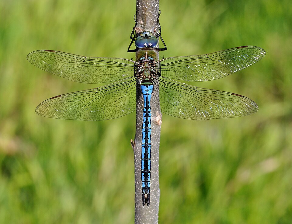 Photo of Emperor dragonfly
