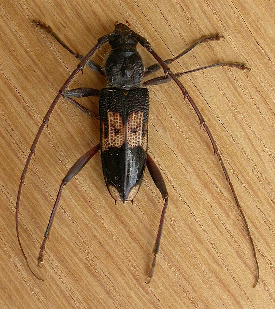 Photo of Eucalyptus longhorn borer