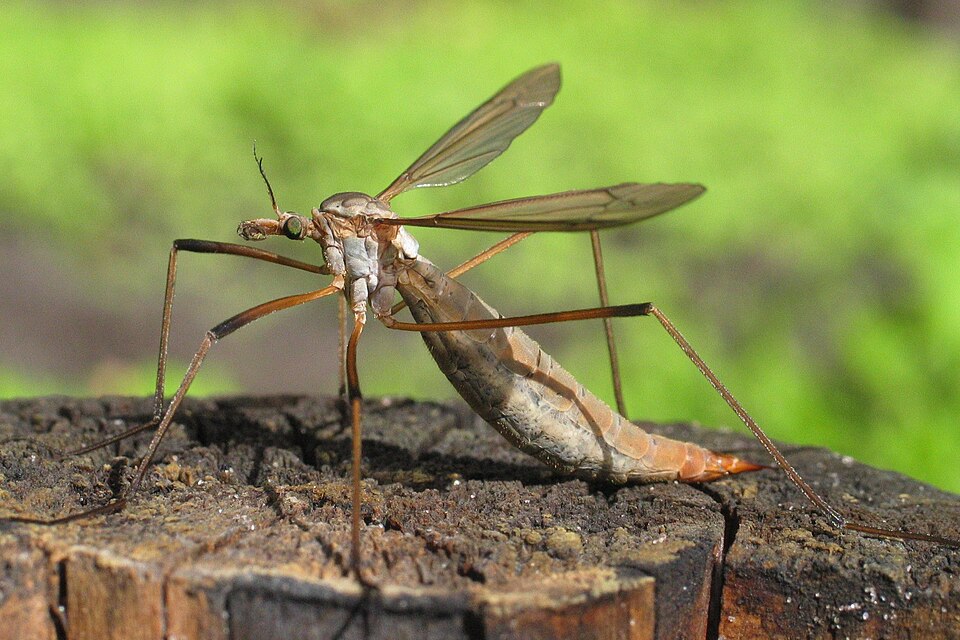 Photo of European crane fly