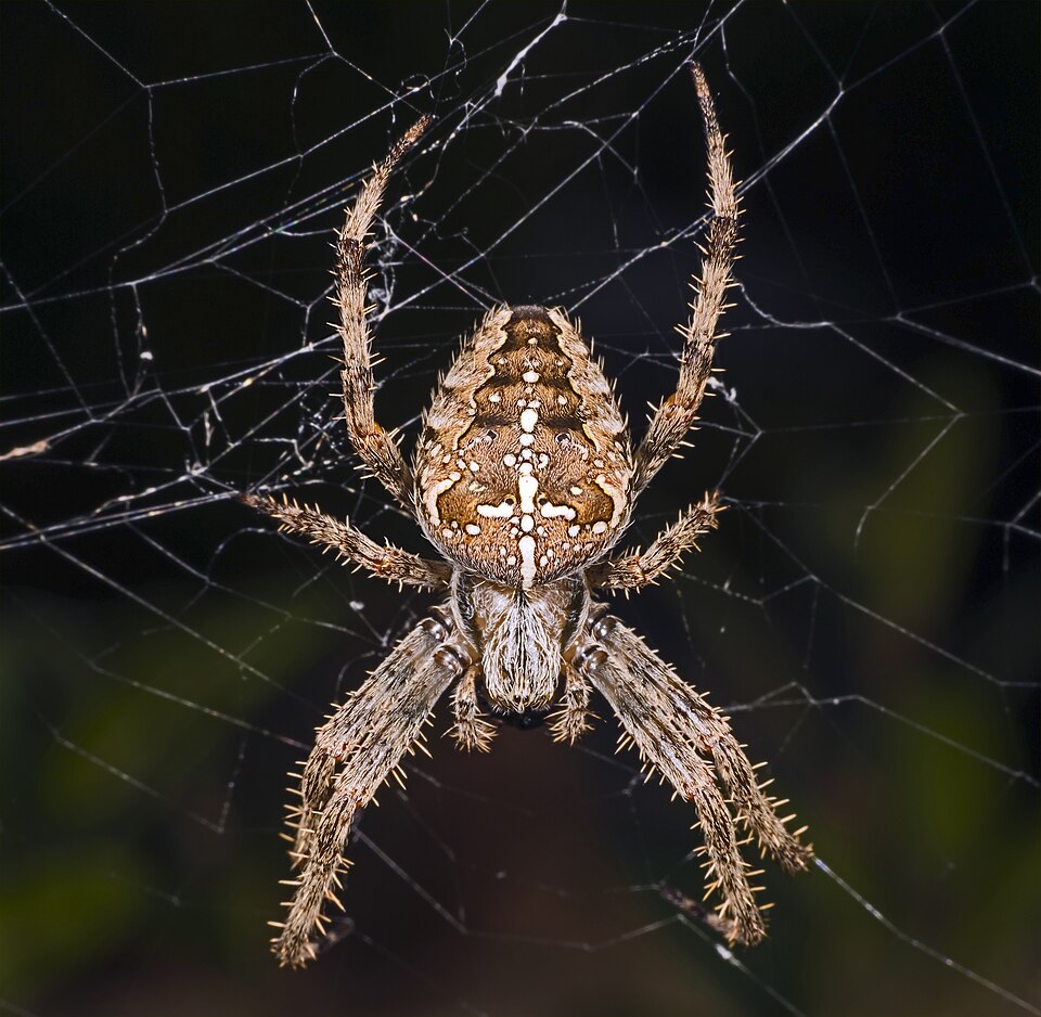Photo of European garden spider