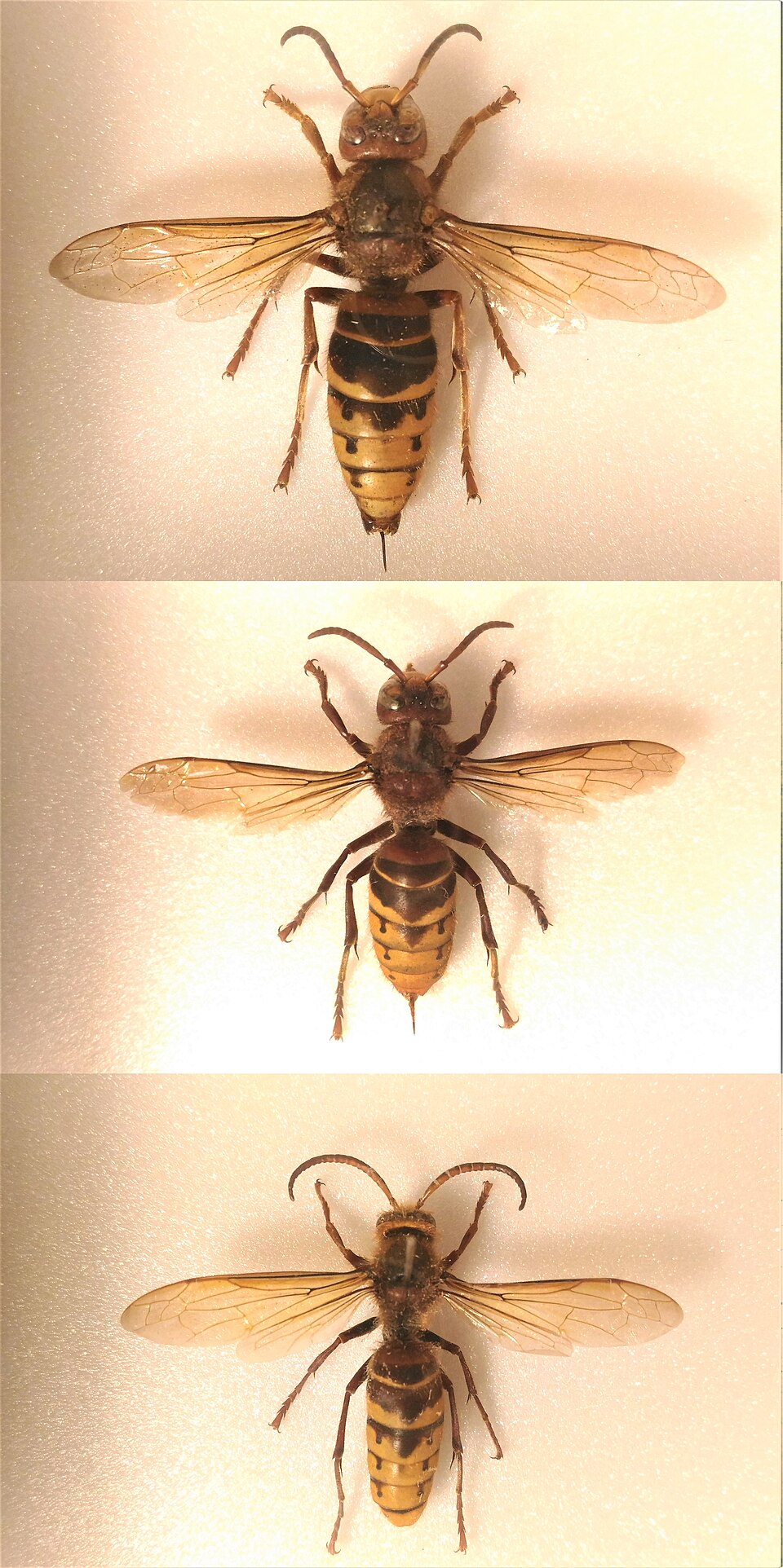 Photo of European hornet