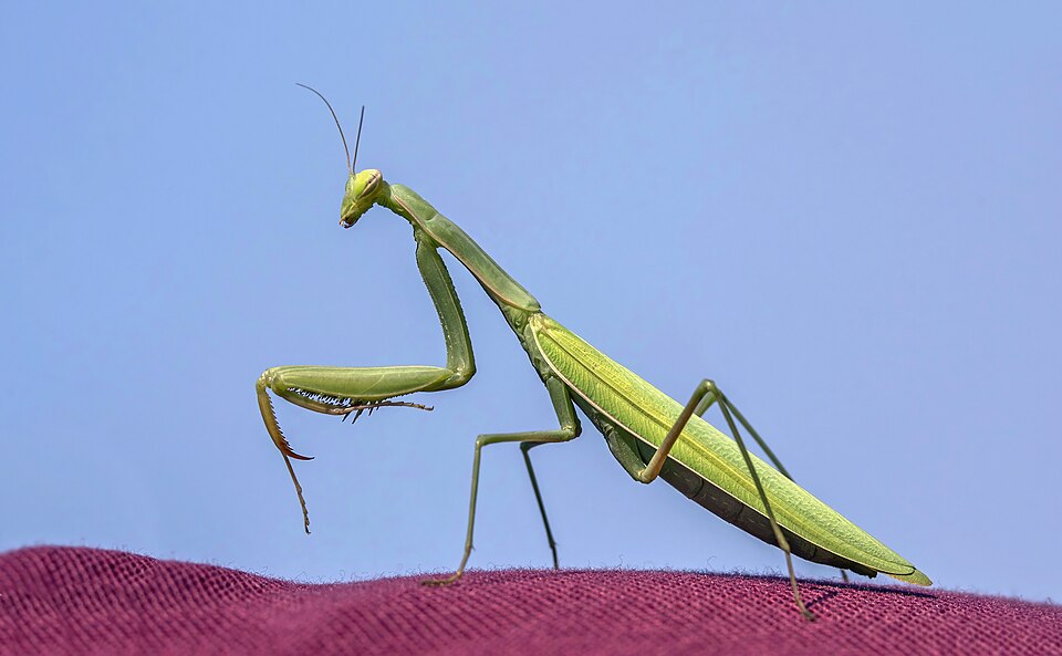 Photo of European mantis