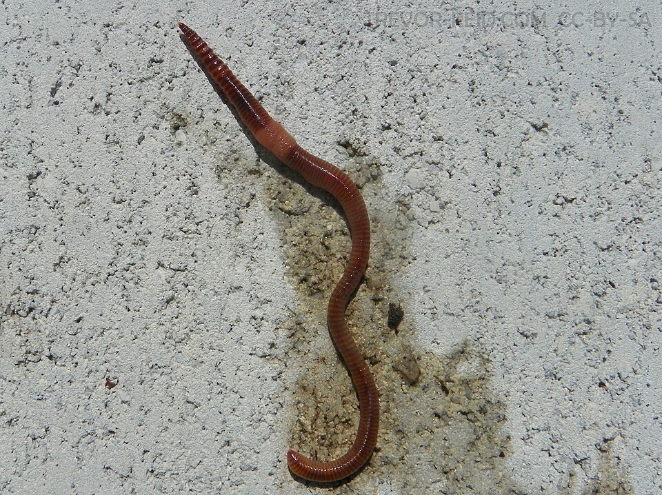 Photo of European nightcrawler