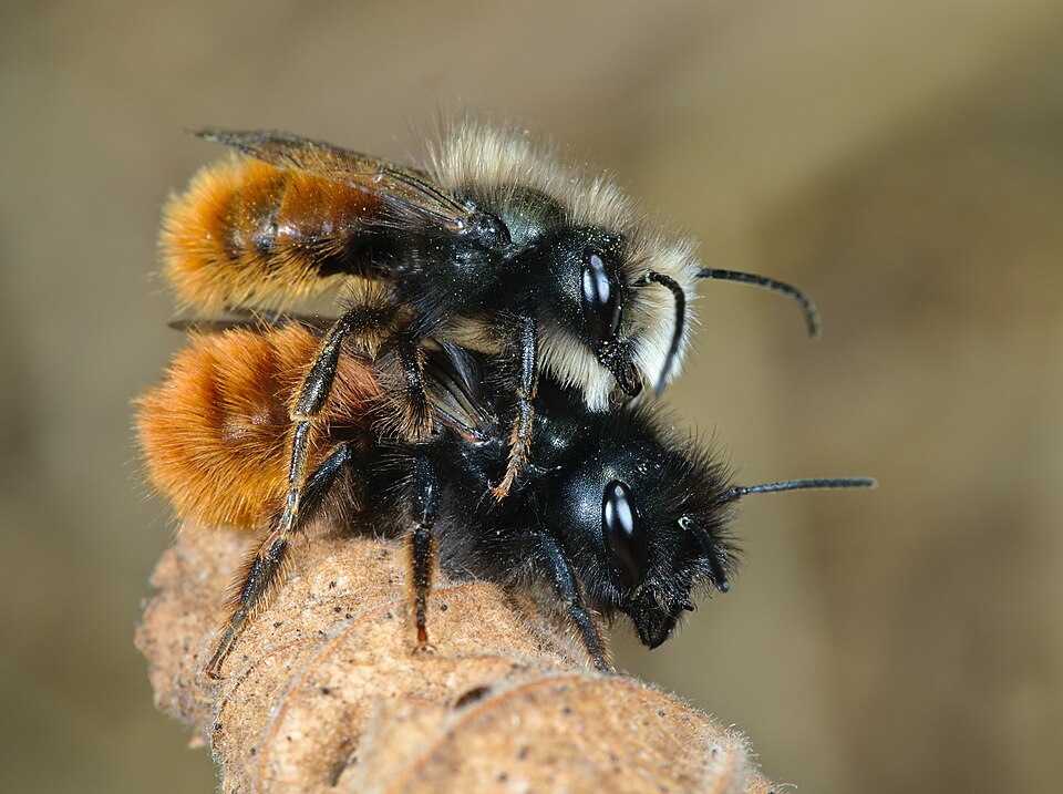 Photo of European orchard bee