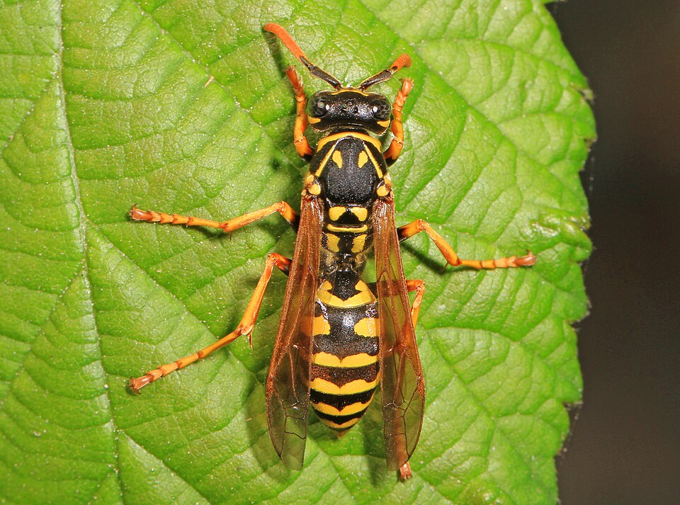 Photo of European paper wasp