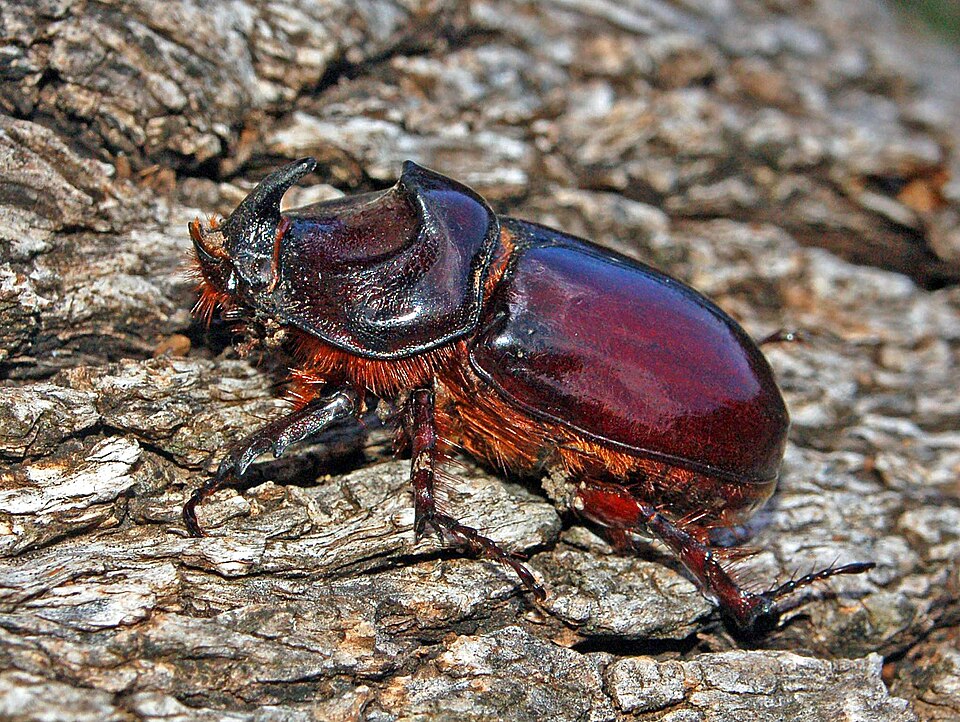 Photo of European rhinoceros beetle