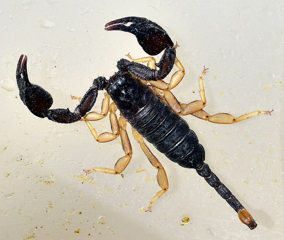 Photo of European yellow-tailed scorpion