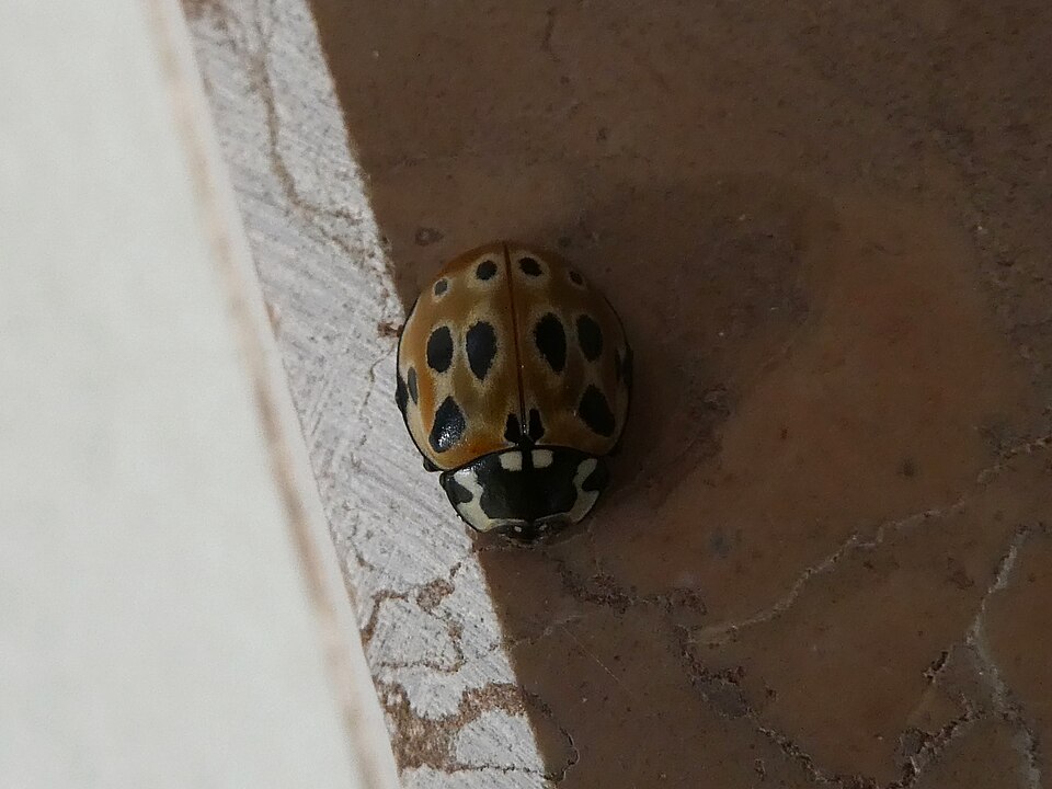 Photo of Eyed ladybird
