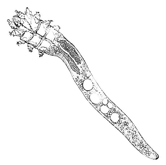 Photo of Eyelash mite