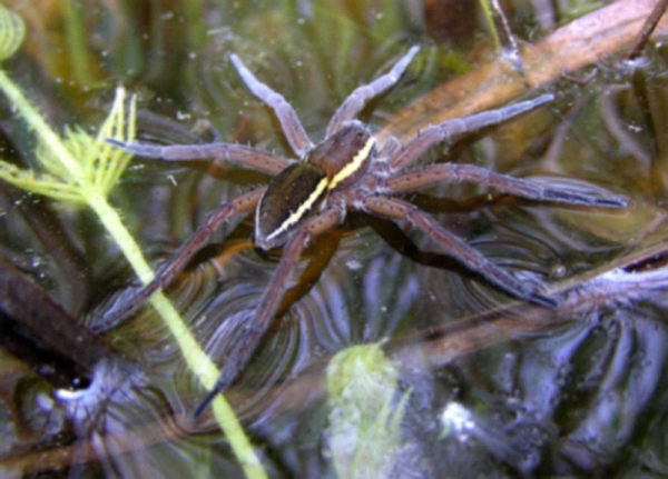 Photo of Fen raft spider