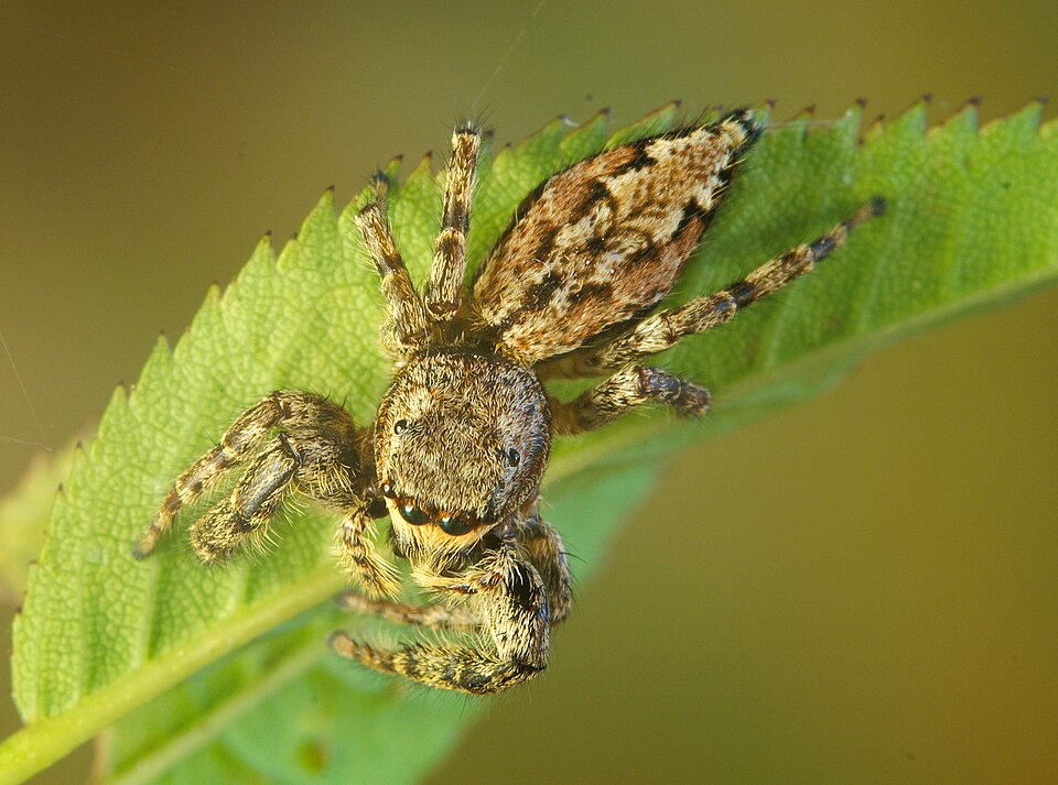 Photo of Fencepost jumping spider