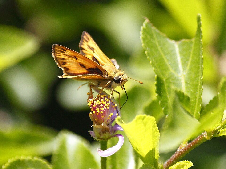 Photo of Fiery skipper
