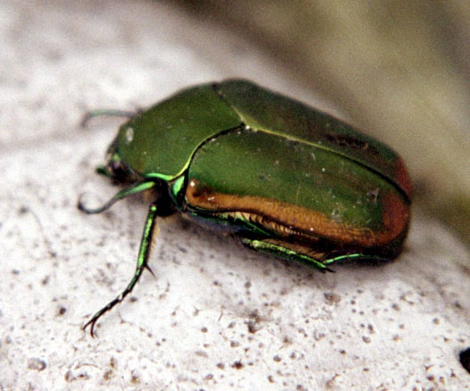 Photo of Figeater beetle