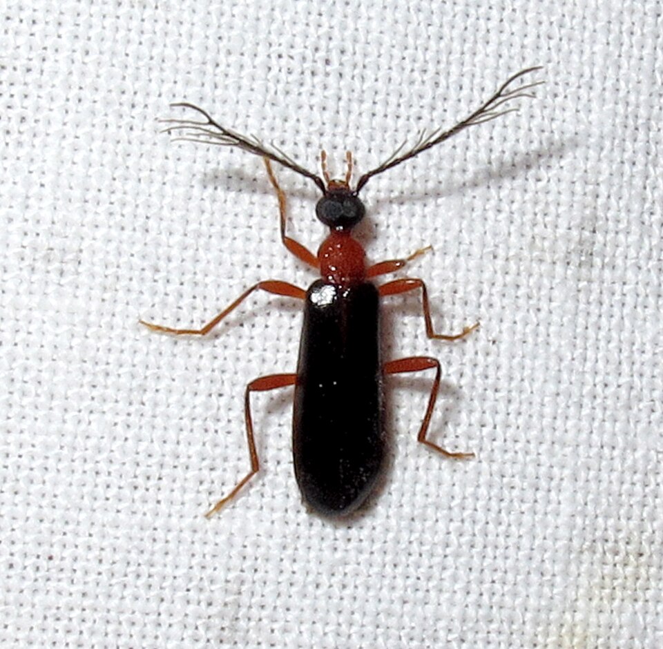 Photo of Fire-coloured beetle