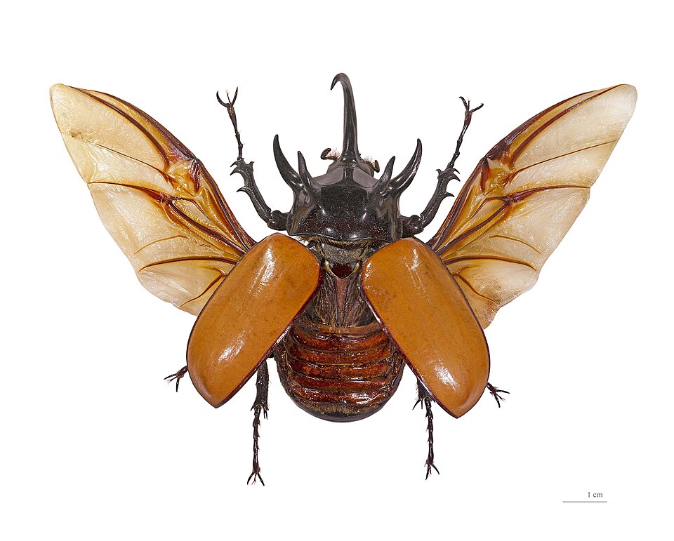 Photo of Five-horned rhinoceros beetle