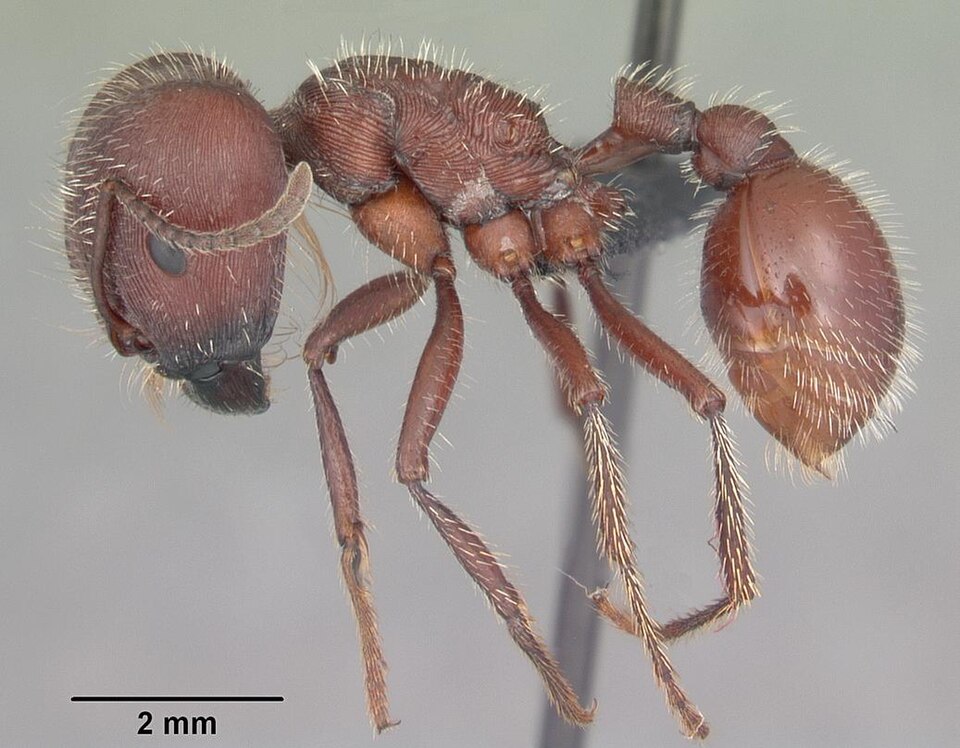 Photo of Florida harvester ant
