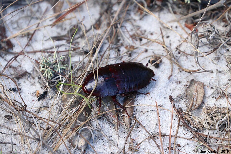 Photo of Florida woods cockroach