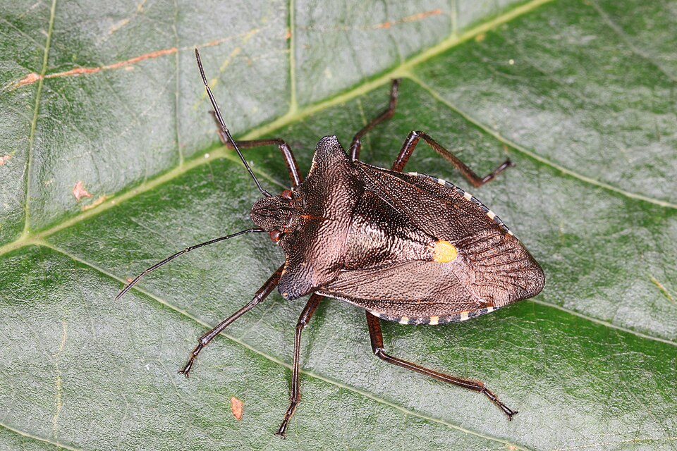 Photo of Forest bug