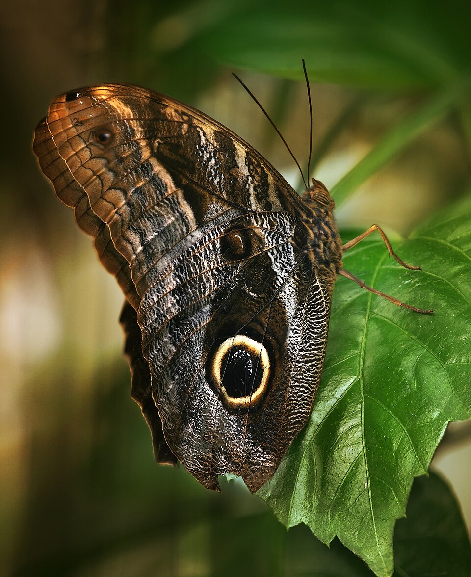 Photo of Forest giant owl butterfly