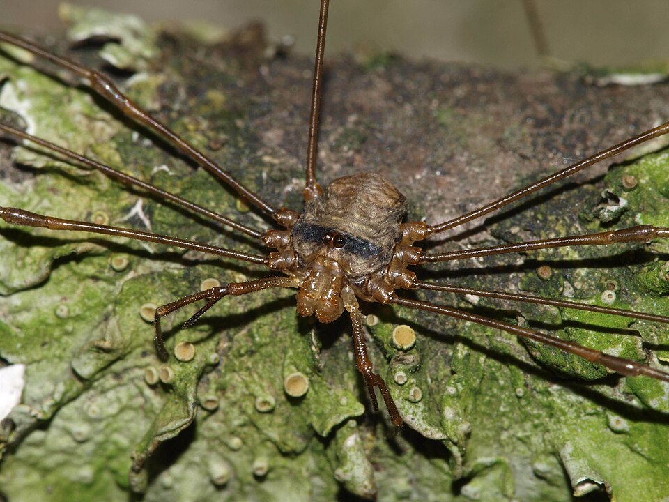 Photo of Fork-palped harvestman