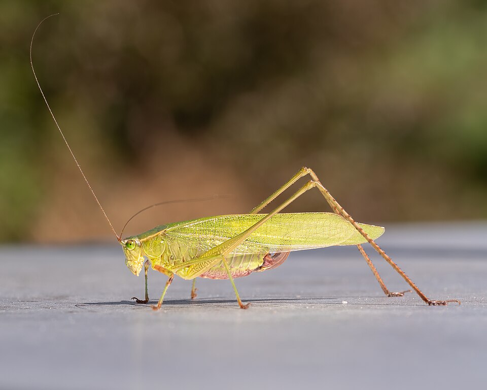Photo of Fork-tailed bush katydid
