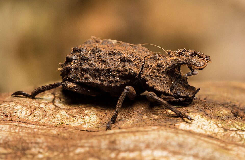 Photo of Forked fungus beetle
