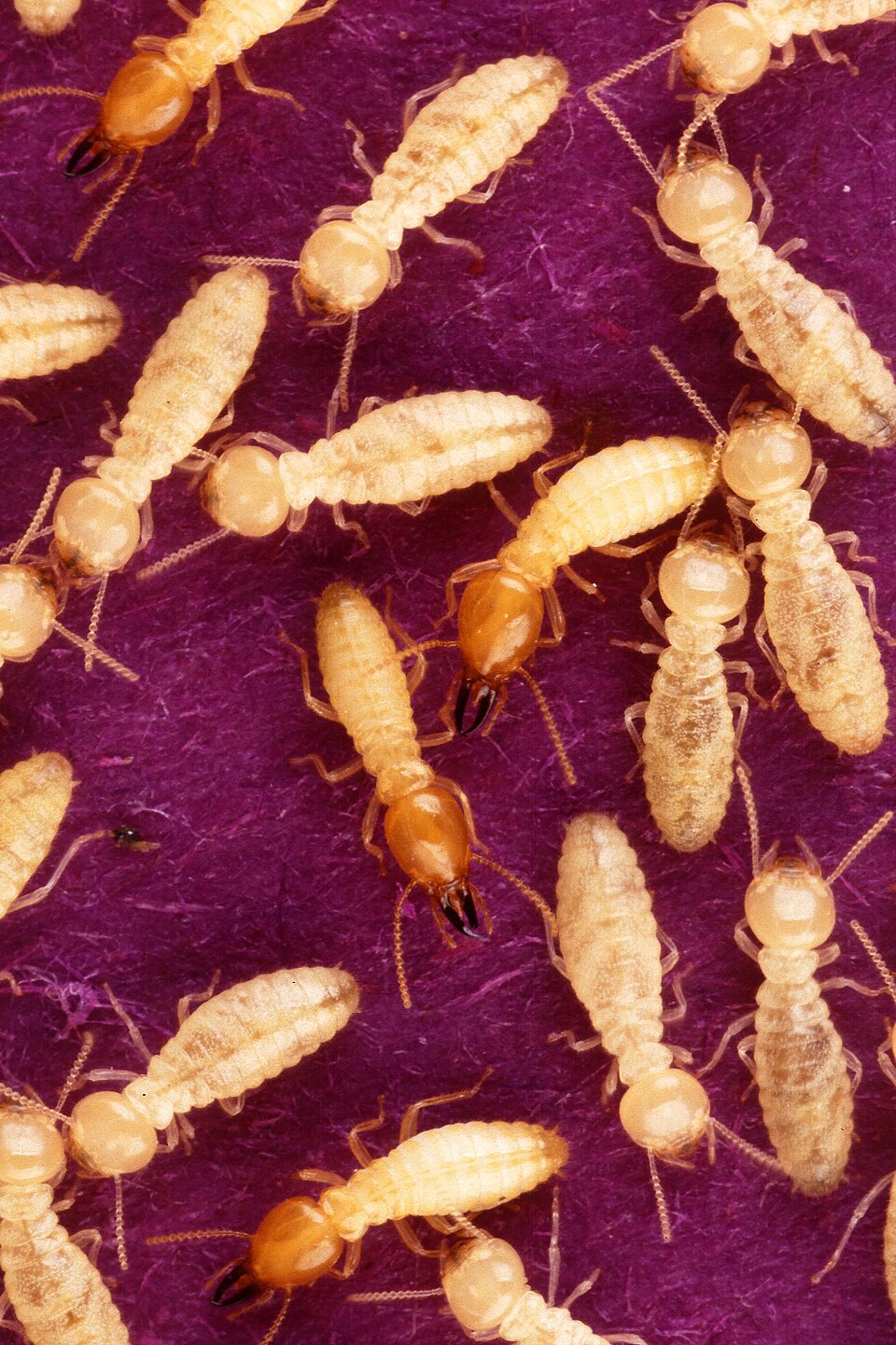Photo of Formosan subterranean termite