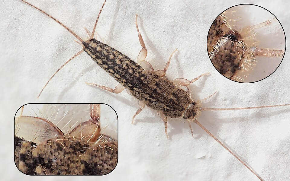 Photo of Four-lined silverfish