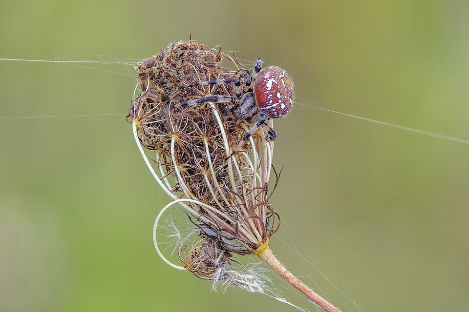 Photo of Four-spot orb-weaver