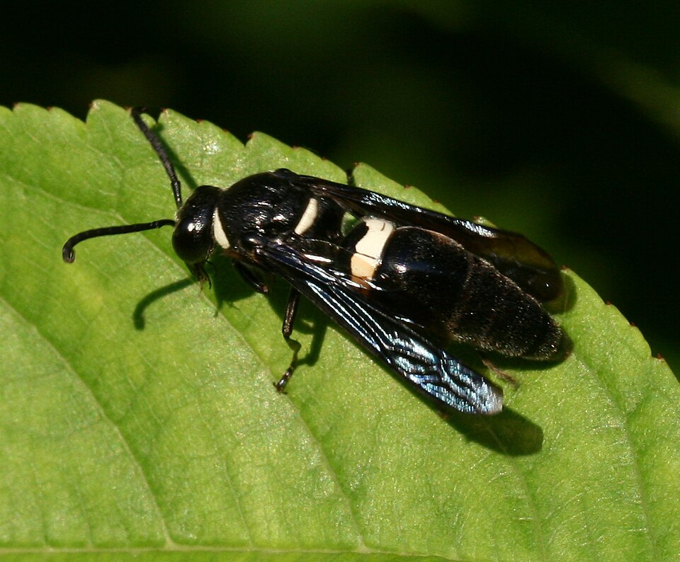Photo of Four-toothed mason wasp