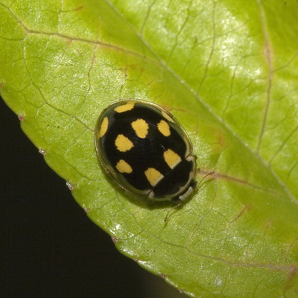 Photo of Fourteen-spot ladybird