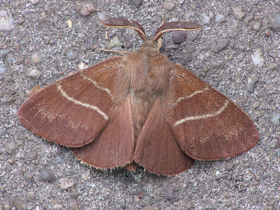 Photo of Fox moth
