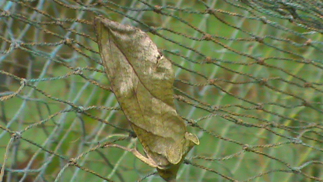 Photo of Fruit-piercing moth