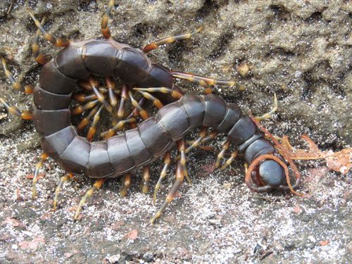 Photo of Galapagos centipede