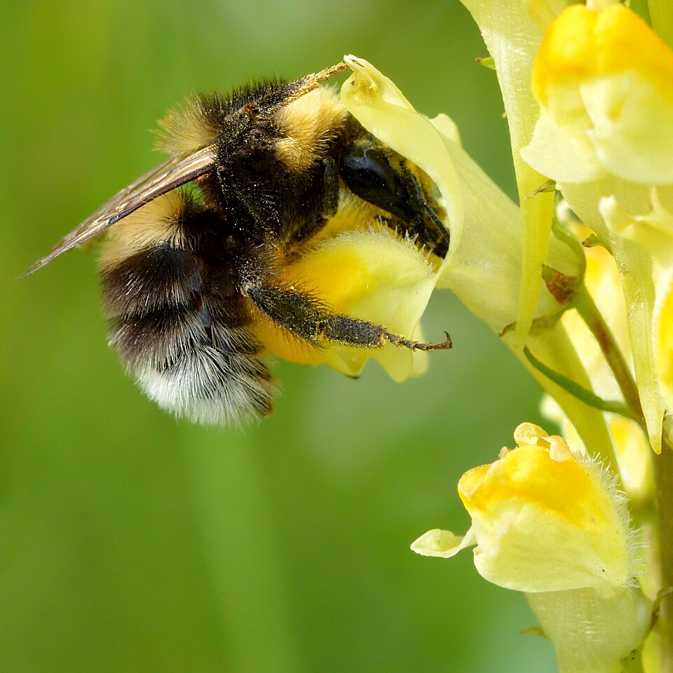 Photo of Garden bumblebee