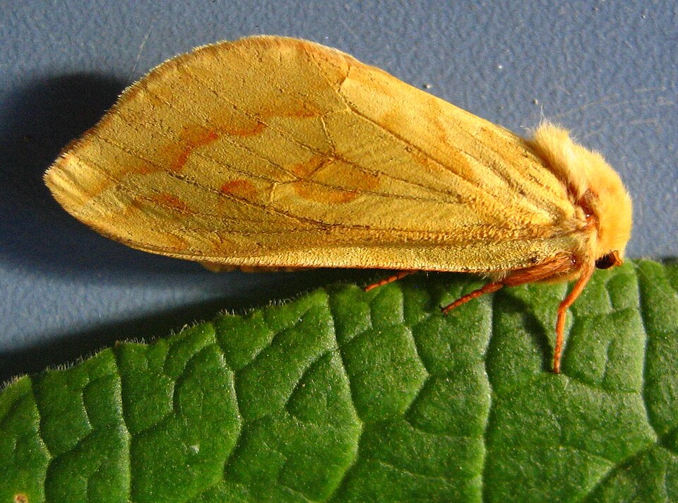 Photo of Ghost moth