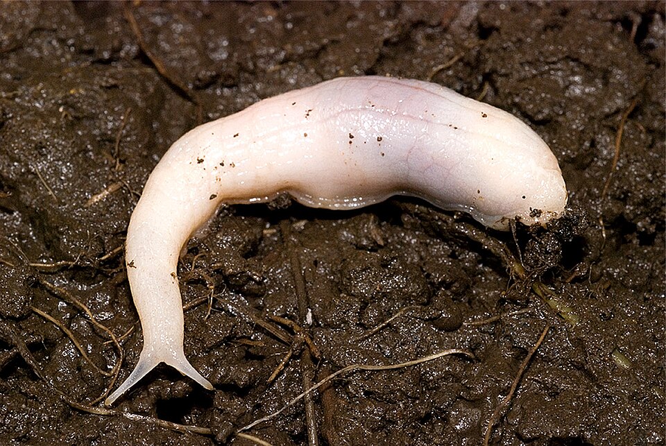 Photo of Ghost slug