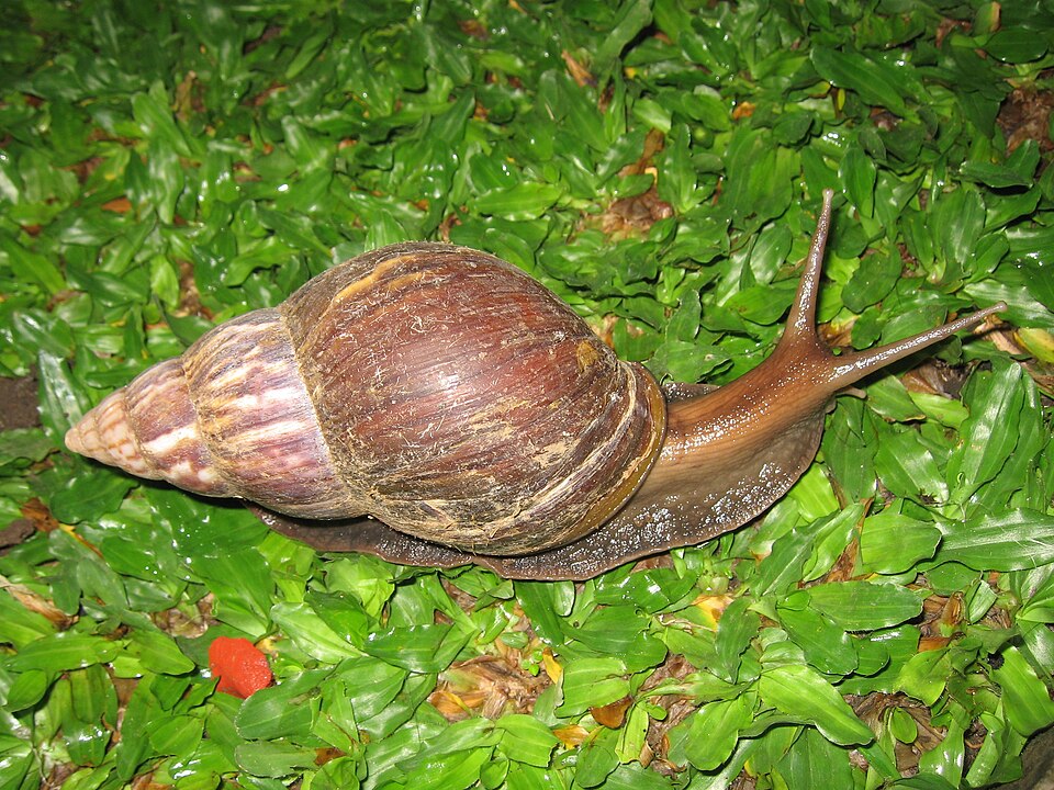 Photo of Giant African land snail