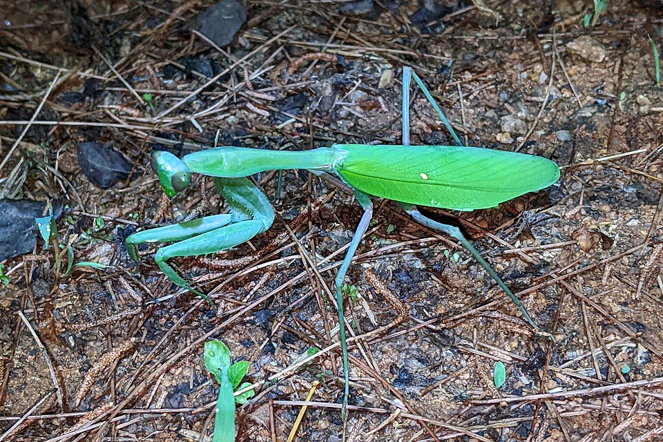 Photo of Giant Asian mantis