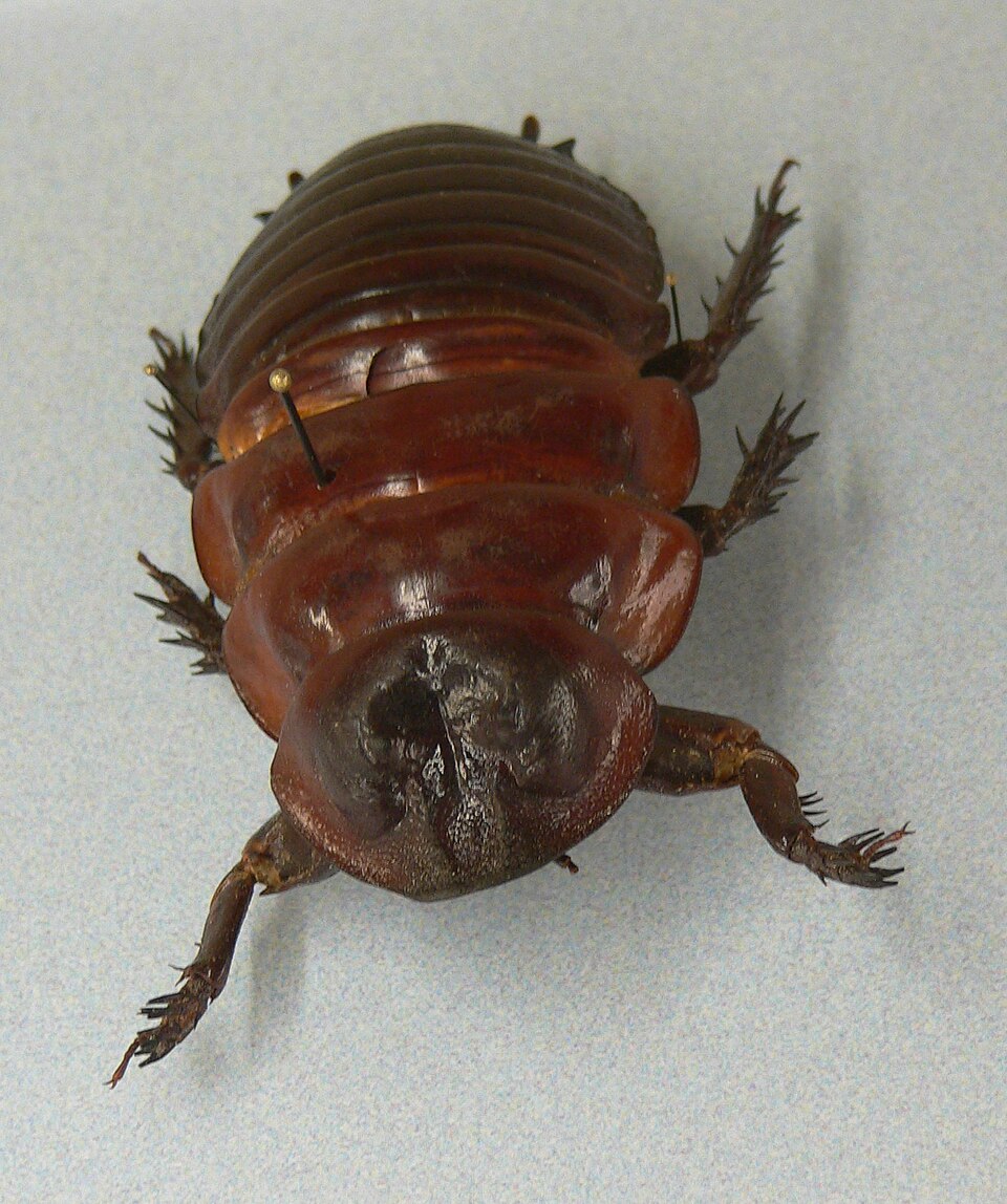 Photo of Giant burrowing cockroach