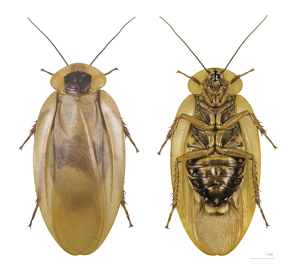 Photo of Giant cave cockroach