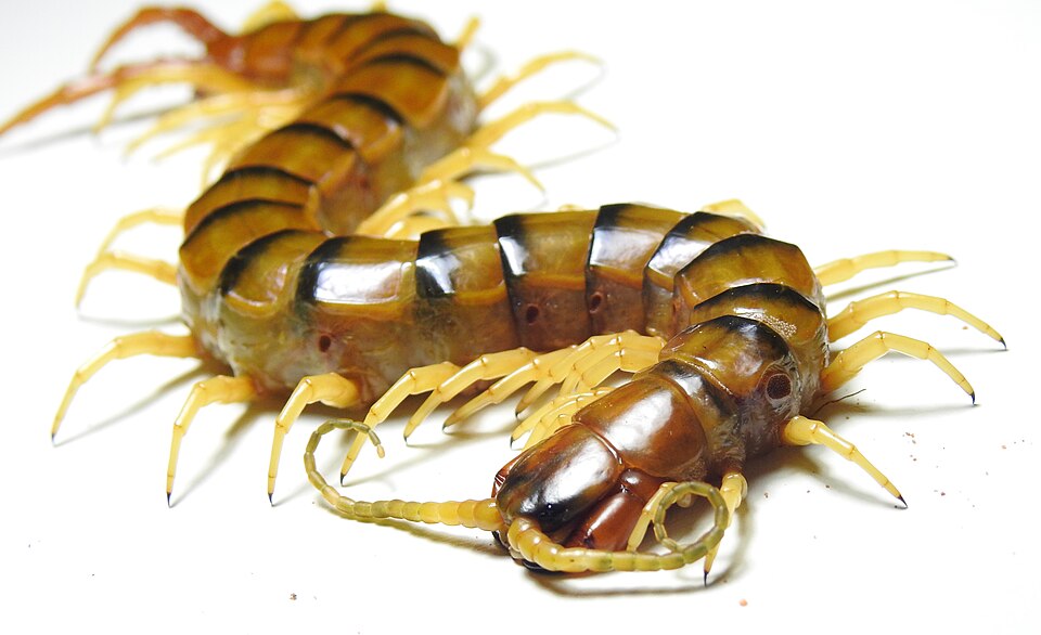 Photo of Giant centipede