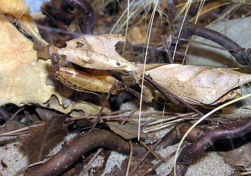 Photo of Giant dead leaf mantis