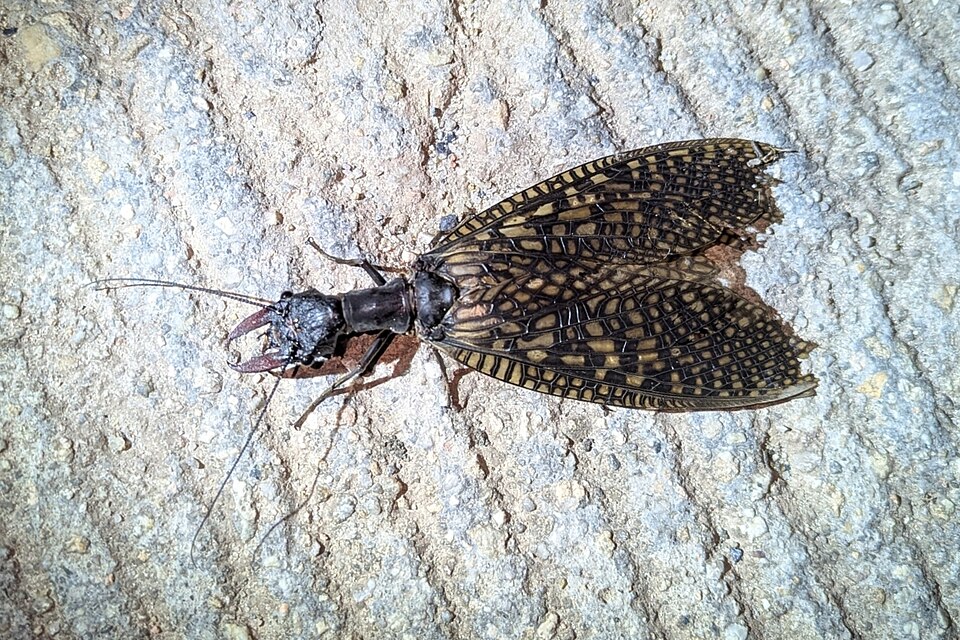 Photo of Giant dobsonfly